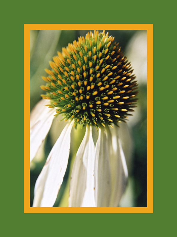 Summer memory flower