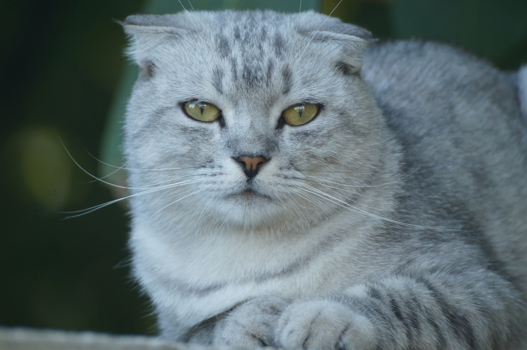 Серый шотландский вислоухий кот осень Волгоград кошки