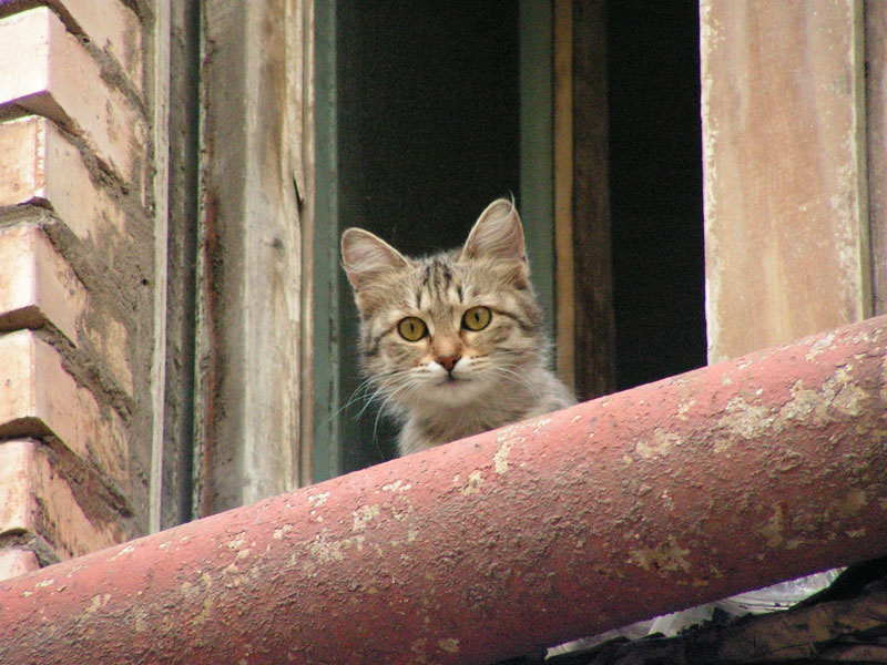 ты кто? кот котенок