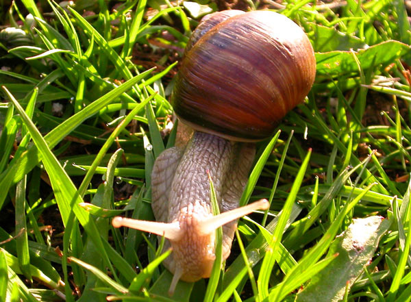 Schnecke 