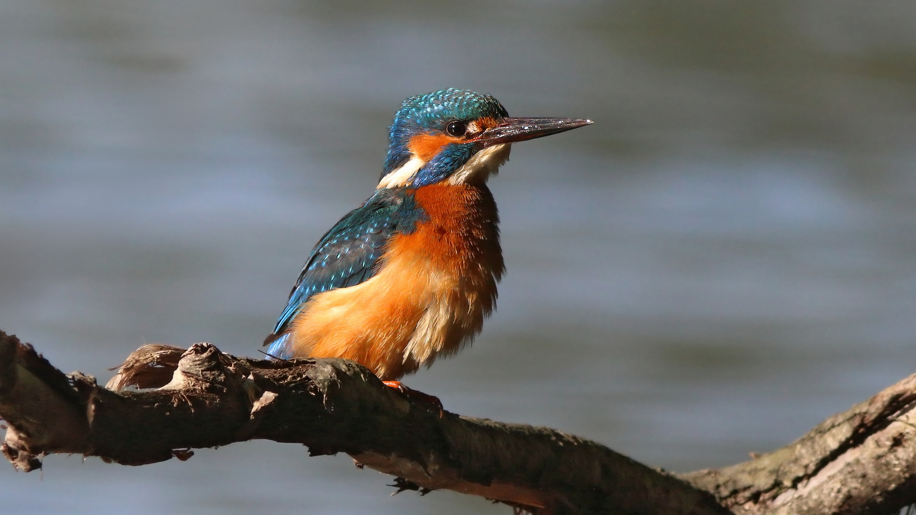 Хорошая погодка Зимородок Обыкновенный зимородок Alcedo atthis Common kingfisher Kingfisher