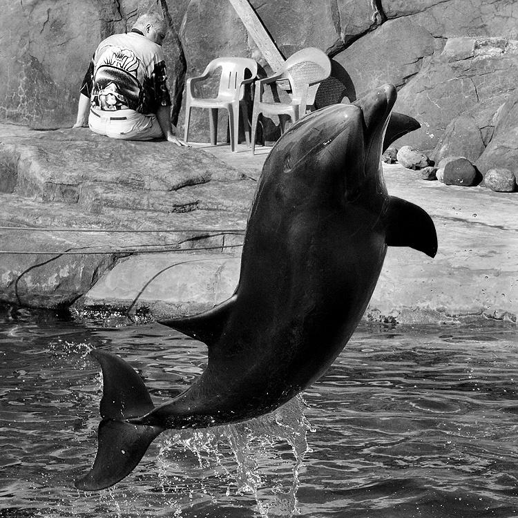 Так взляни ж на меня.... Tursiops truncatus