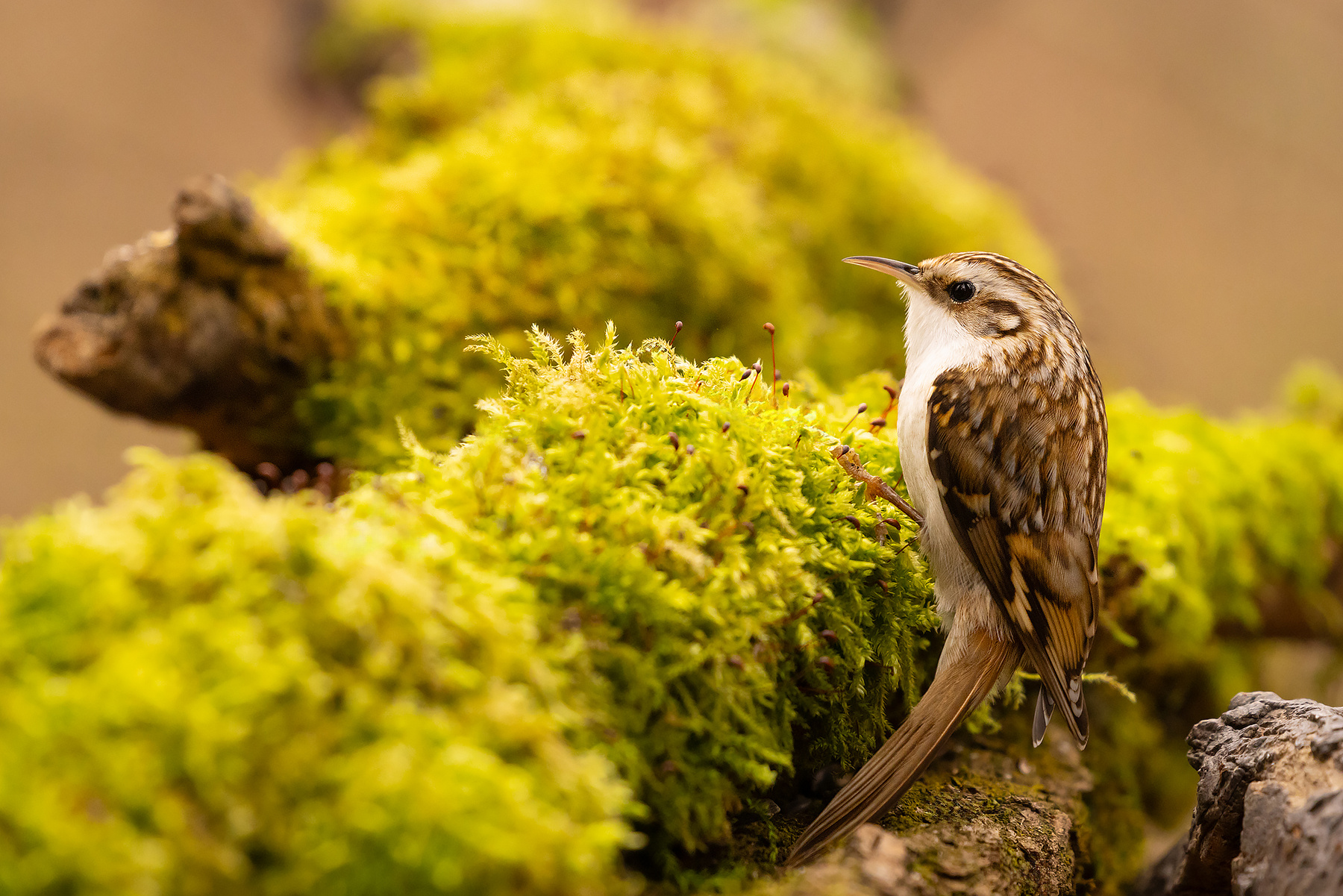 Certhia familiaris 