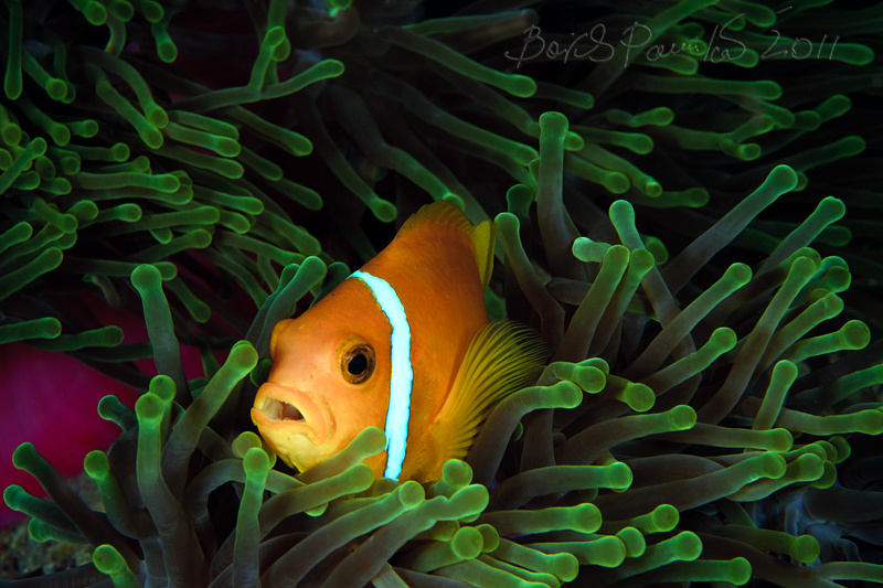 desire? catch me first if you can мальдивский клоун Anemone fish Maldives Clown Мальдивы anion золотая рыбка