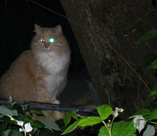 Кузьмич кот кошка животное животные