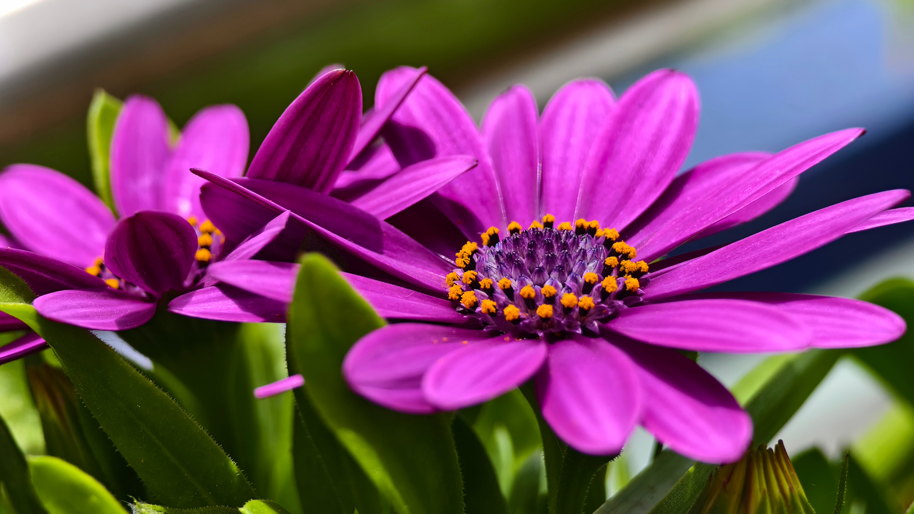 Na Balkone vivo x100 pro macro