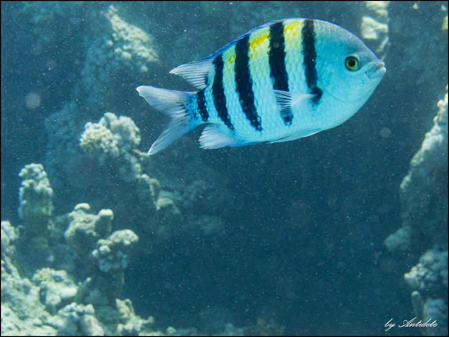 Abudefduf saxatilis (Рыба сержант - майор) море, рыбка, дайвинг, red sea, diving