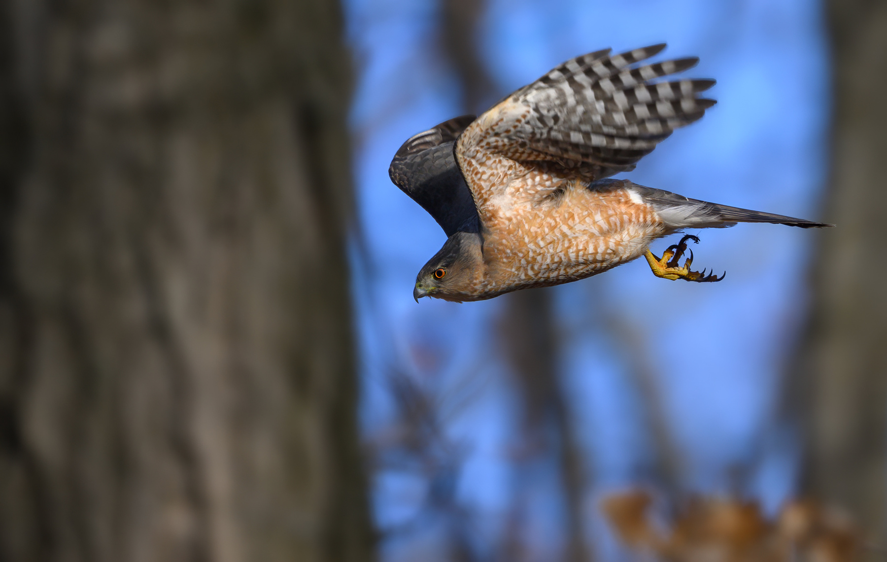 Cooper's hawk (m) 
