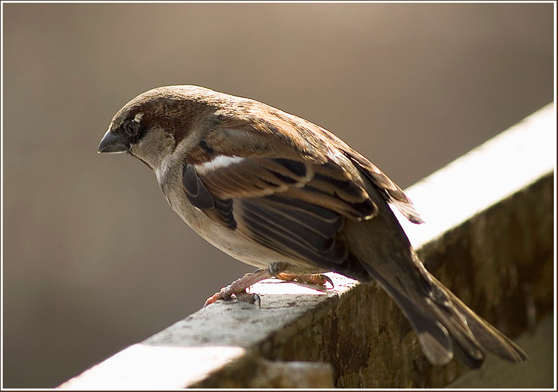 \"Редкая\" птица :) воробей, птицы, sparrow