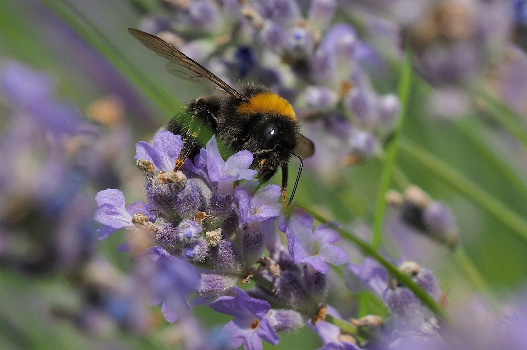 Вспоминая лето. 
