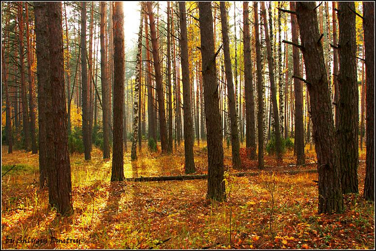 осенний лес, осень
