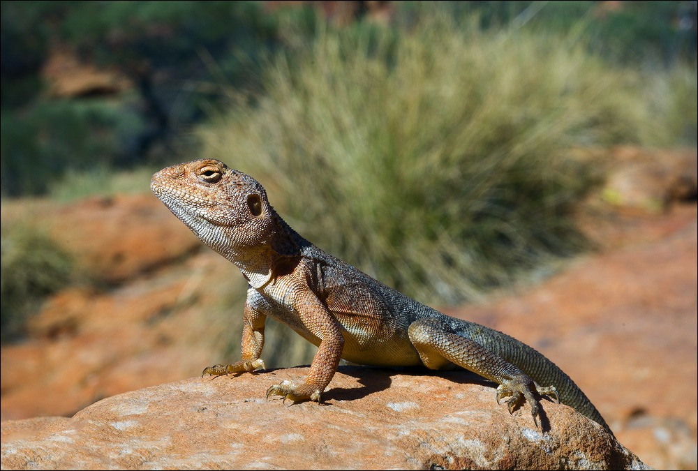 Ctenophorus Австралия