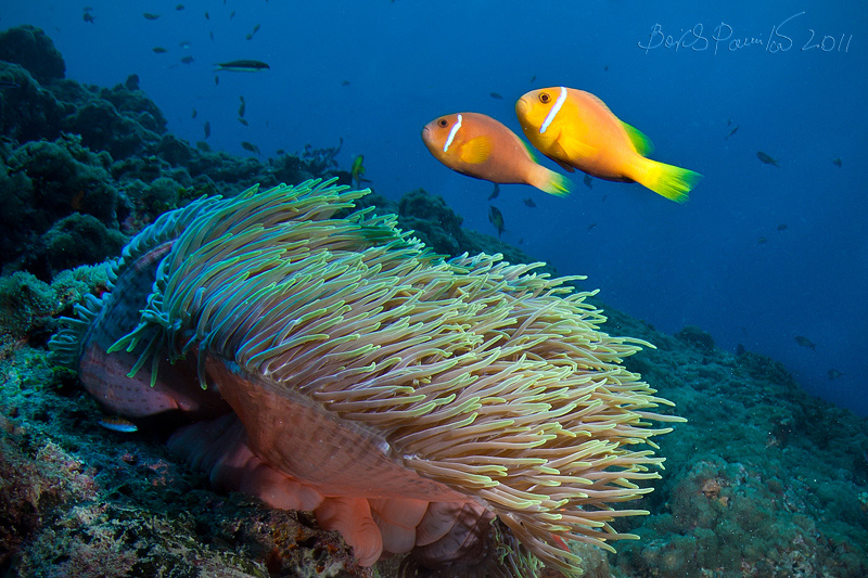 сладкая парочка  мальдивский клоун Anemone fish Maldives Clown Мальдивы anion 