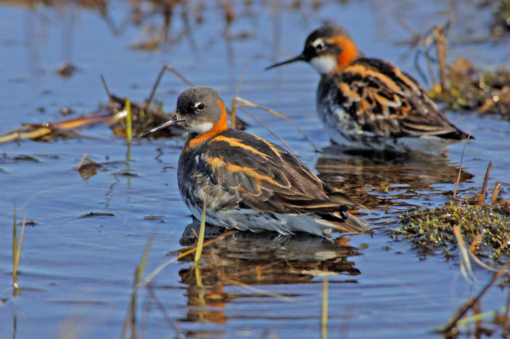 Супружеская чета Круглоносый плавунчик, Phalaropus lobatus, Red-necked Phalarope, Tobseda, Barents Sea, Arctic