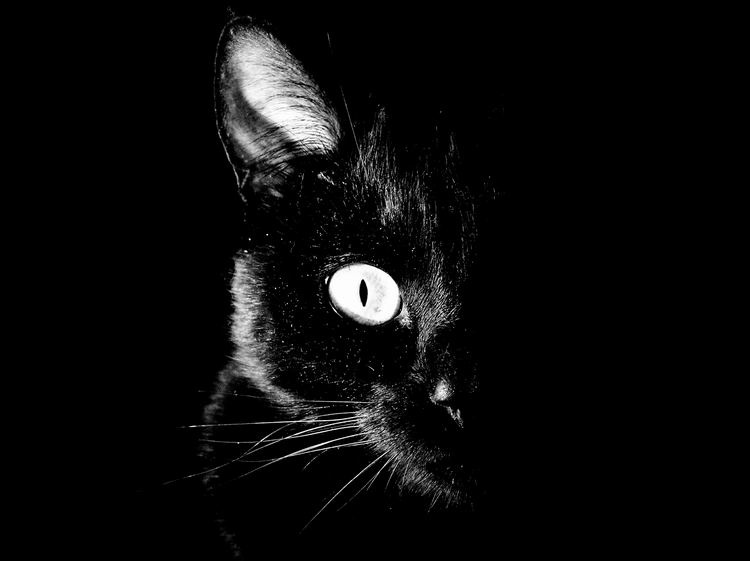 Кузя глаз черного кота