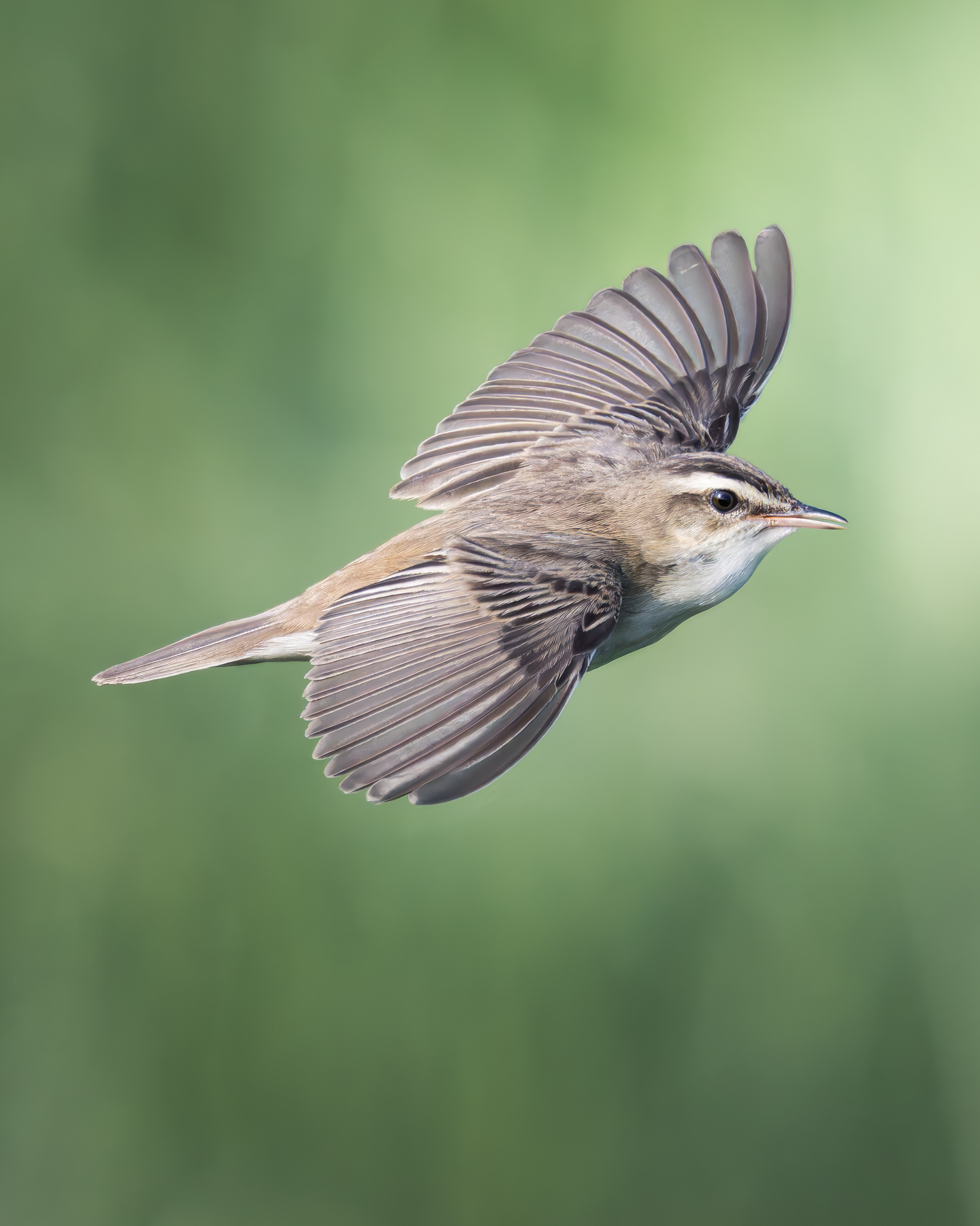 Камышовка-барсучок (Acrocephalus schoenobaenus) 