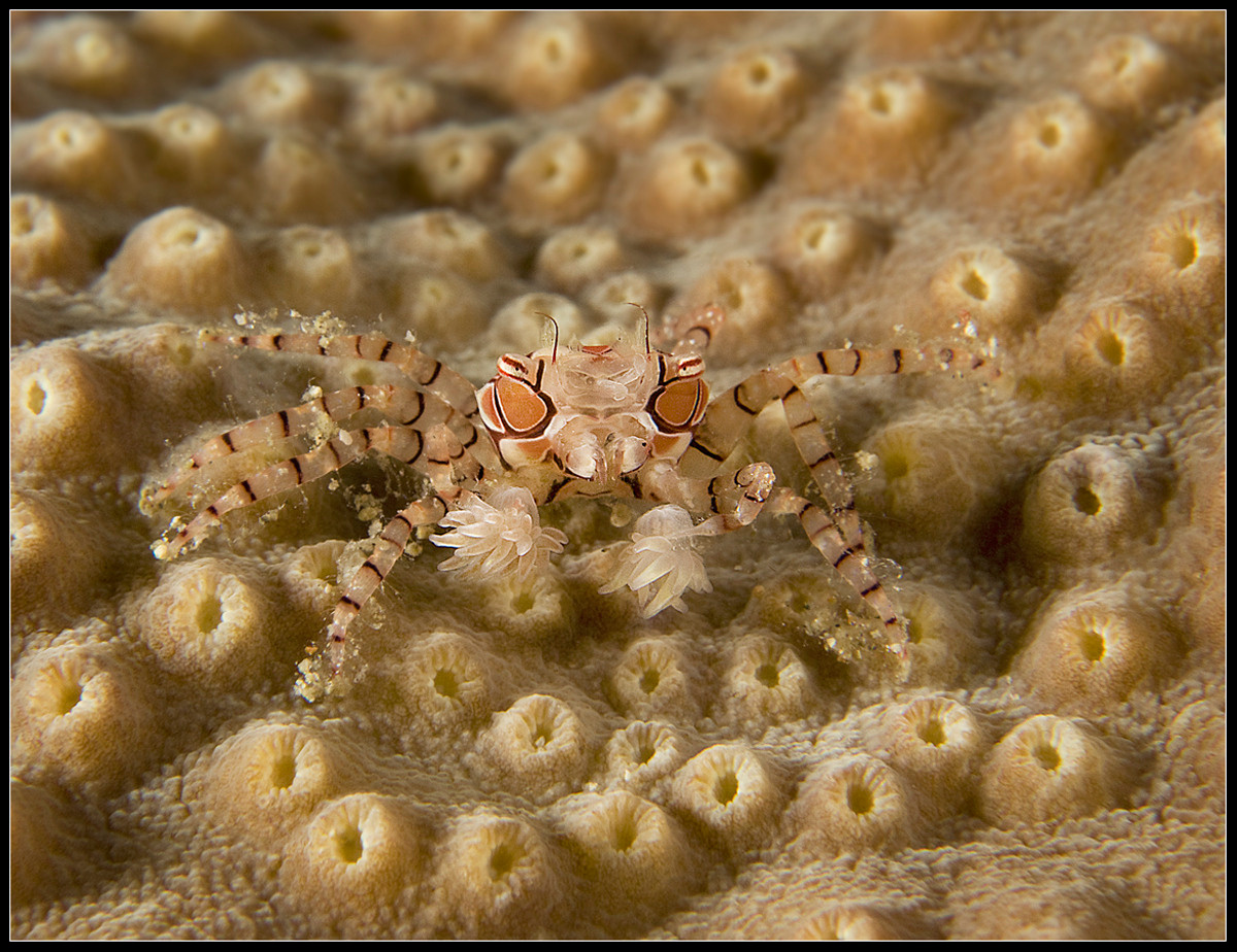 mosaic boxer crab   дайвинг макро