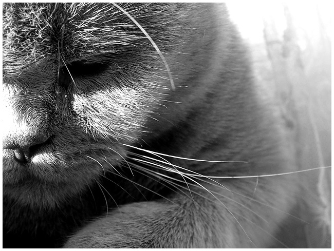 кот 
