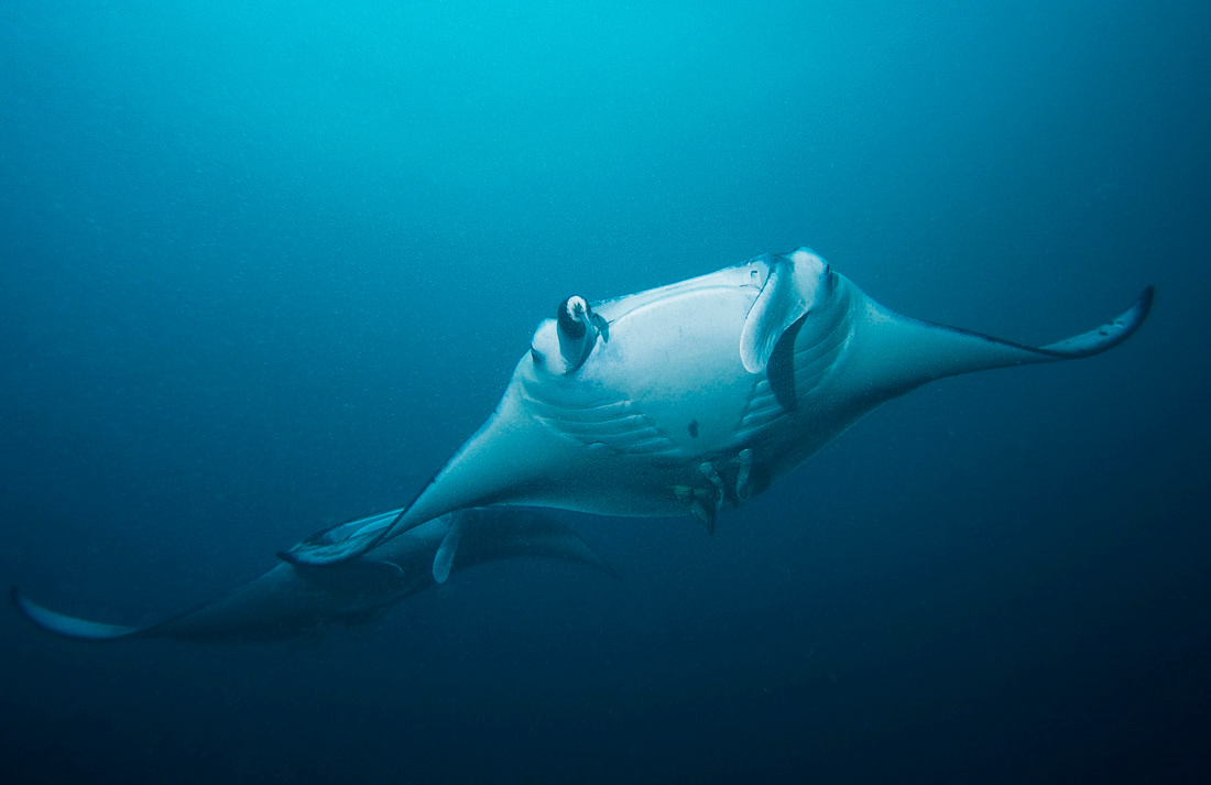 mantas 