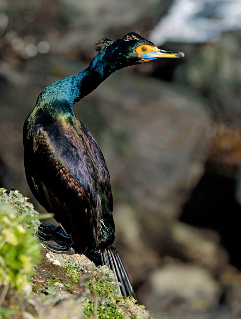 Жемчужина базара Краснолицый баклан, Phalacrocorax urile, Остров Св. Георгия, о-ва Прибылова, Red-faced Cormorant, St. George Island, the Pribilofs, Bering Sea, Alaska