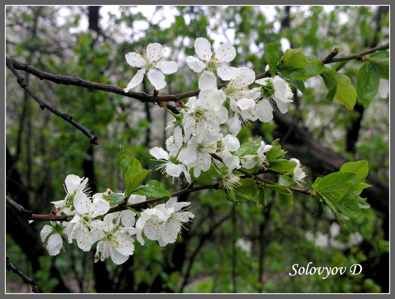 Blossom 