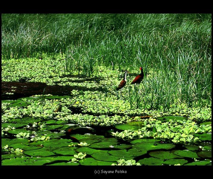 *** Manu National park, Peru.