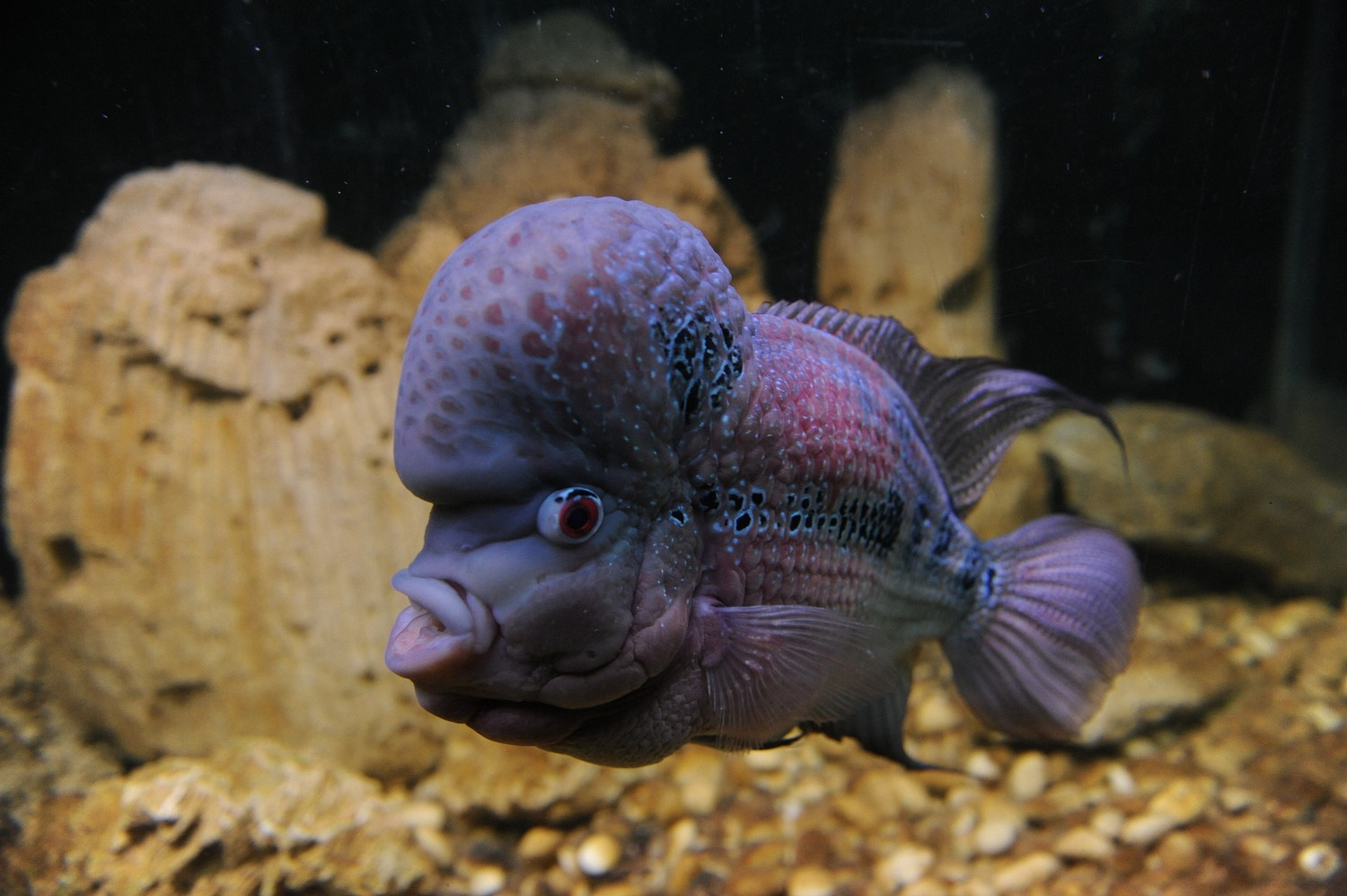 Fashion fish рыбочка