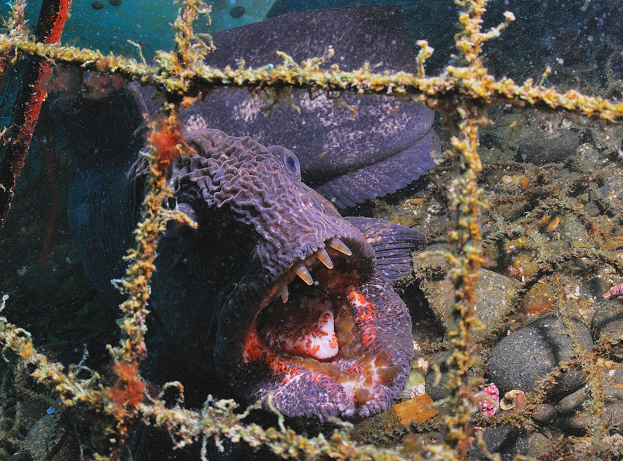 Bering wolffish в утерянной крабовой ловушке 