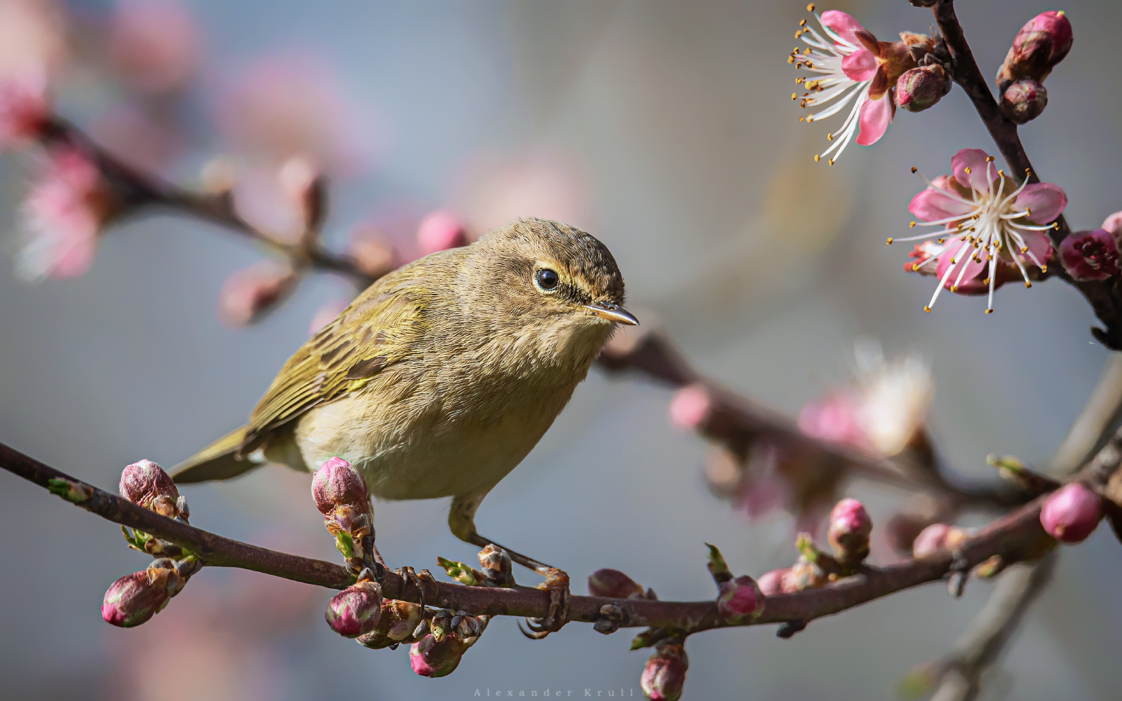 Весенний ракурс пеночка теньковка пеночка-теньковка phylloscopus collybita