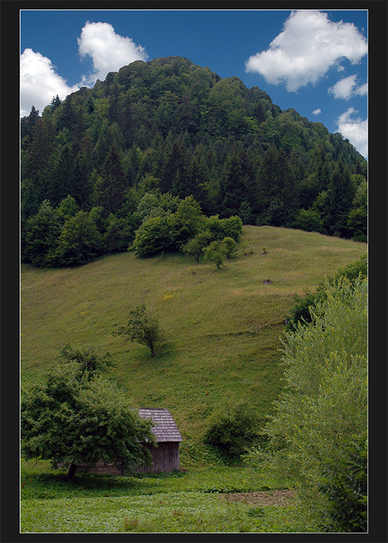 На склоне Заповедник Карпаты Румыния 7.2007
