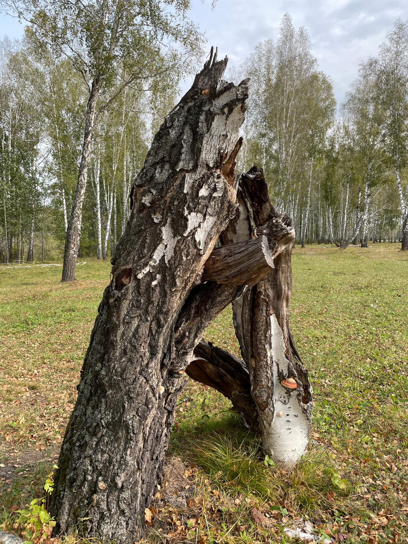 Лесная азбука. Буква А. 