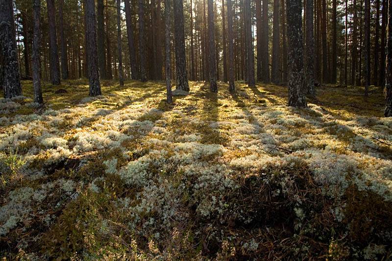 Сказки северных лесов лес солнце мох сосны