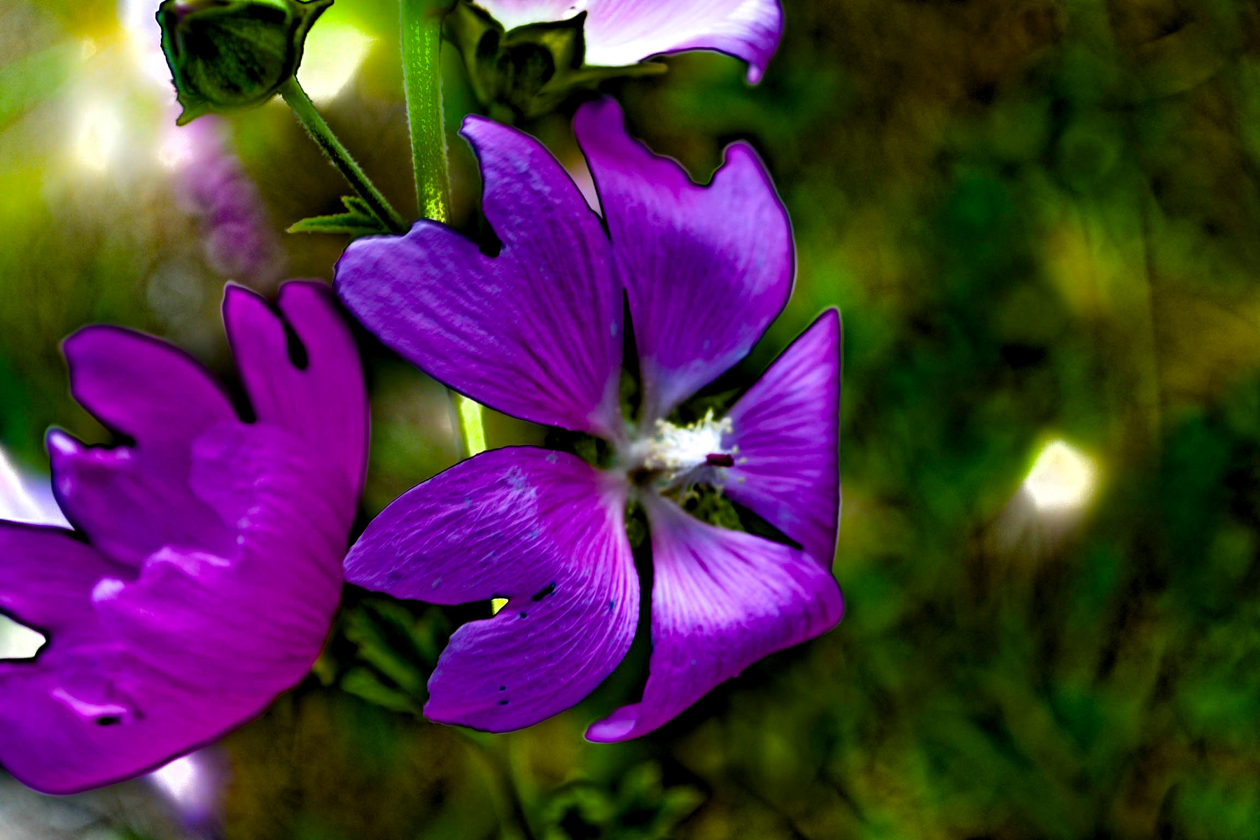 *** природа,цветы