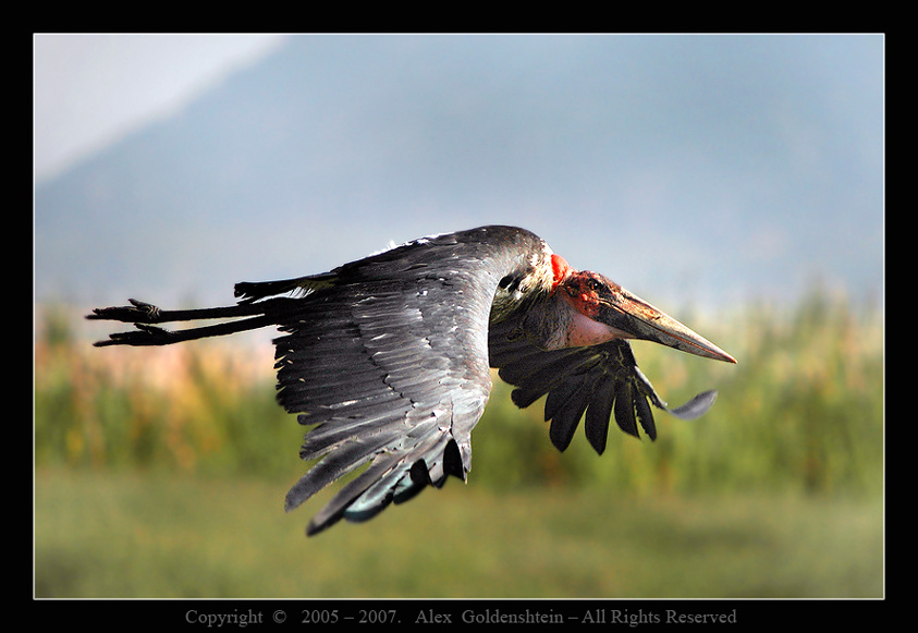Leptoptilos crumeniferus Африка, Кения, Национальный, парк, озера, Накуру Африканский Марабу (Leptoptilos crumeniferus)
