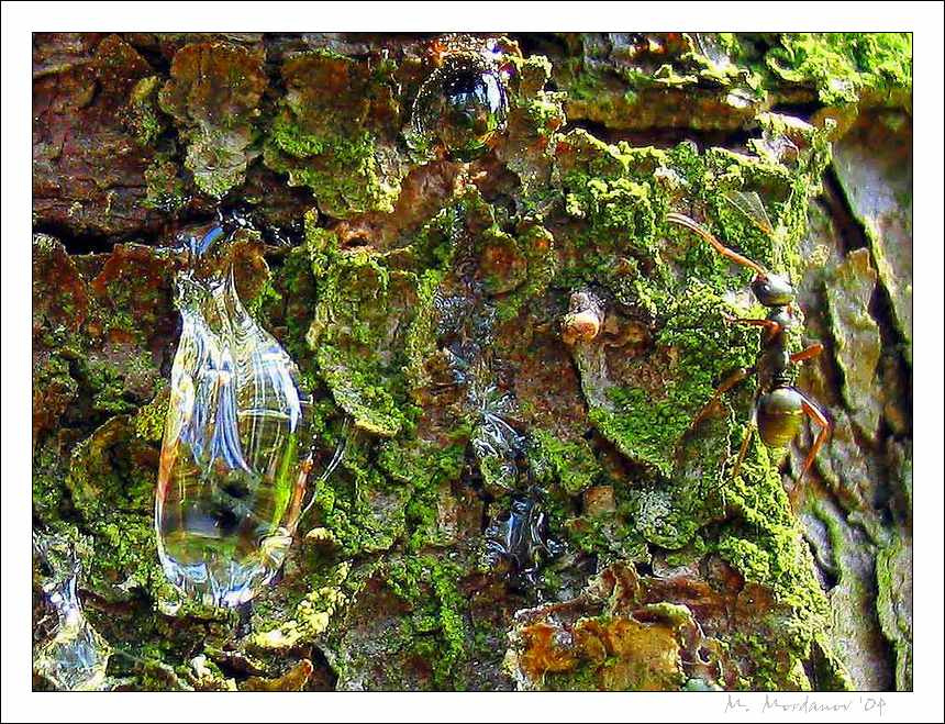 Смола и муравей (Resin and ant) Смола и муравей