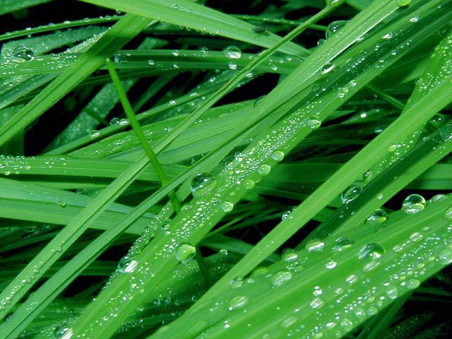 Morning Dew утро, роса на траве
