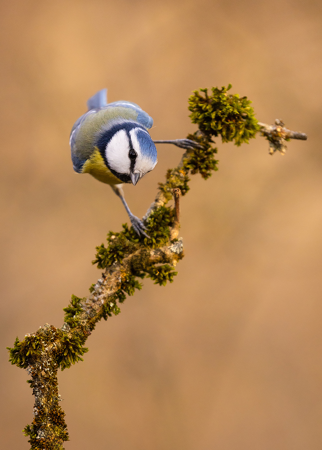 Titmouse 