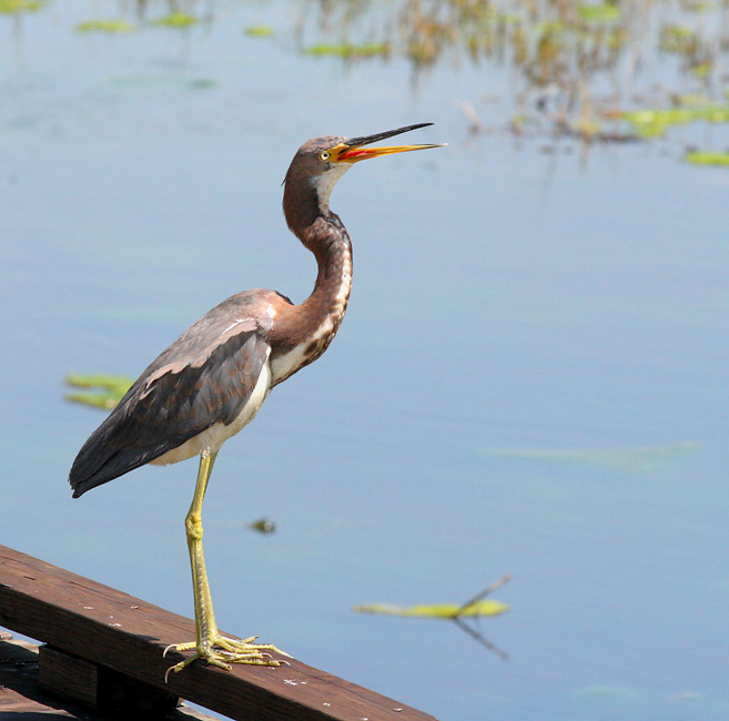 Поющая цапля птица, трехцветная цапля, tricolored heron