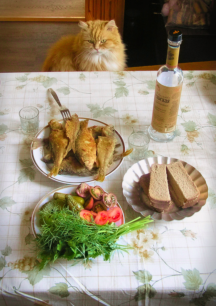 Обед натюрморт кошка