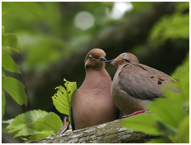 Поцелуй поцелуй, птицы, Горлица плачущая, Техас, Mourning Dove, Texas