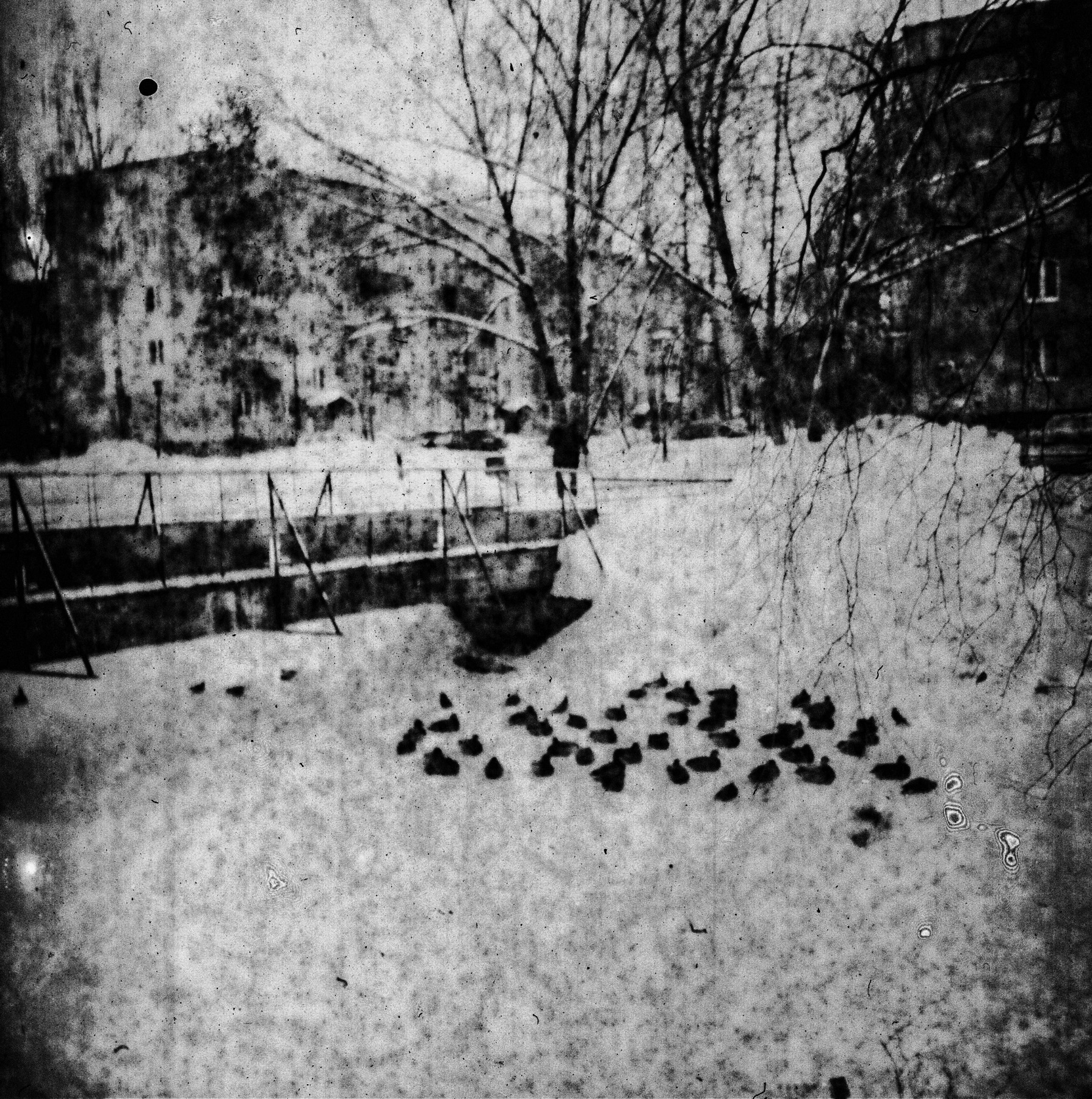 Утки 