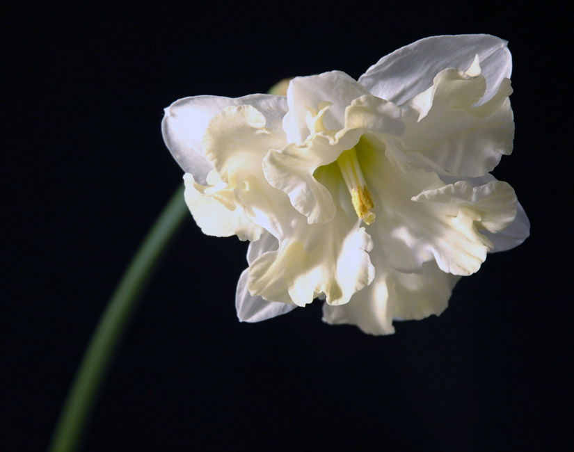 White is... 