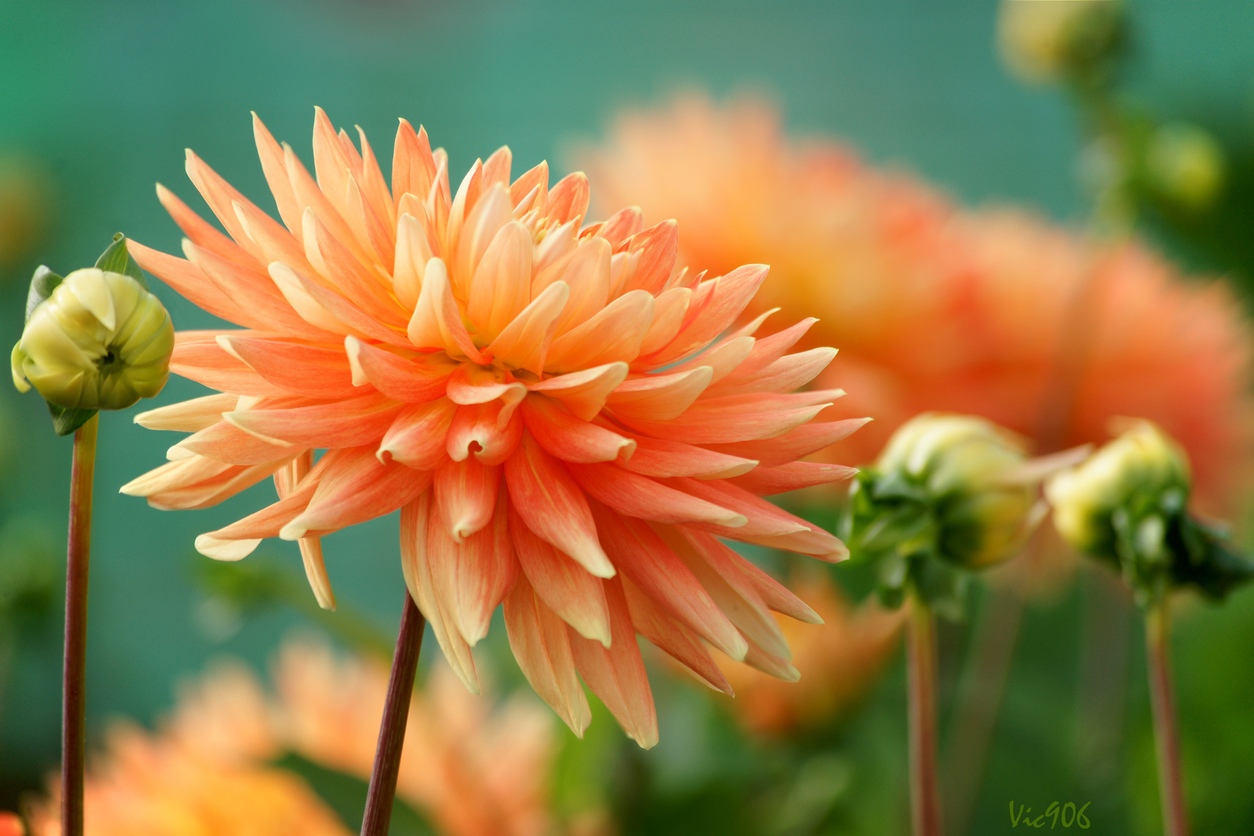 *** dahlia daliya георгина георгины природа цветы