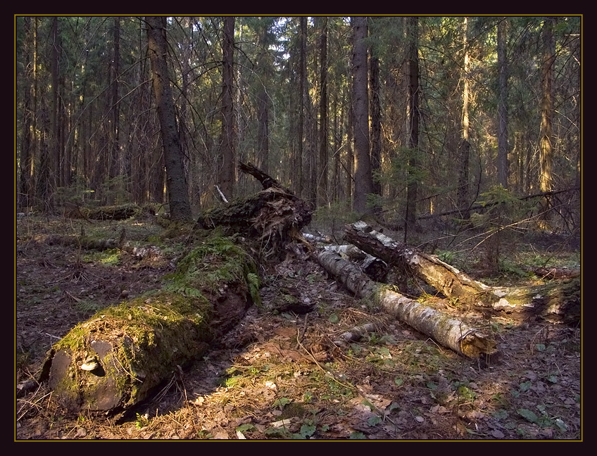 Deep Forest дремучий лес