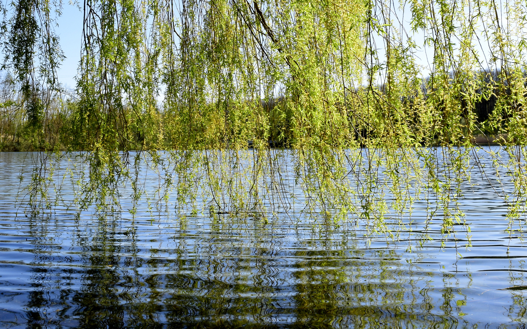Ива над водою озеро ива вода весна