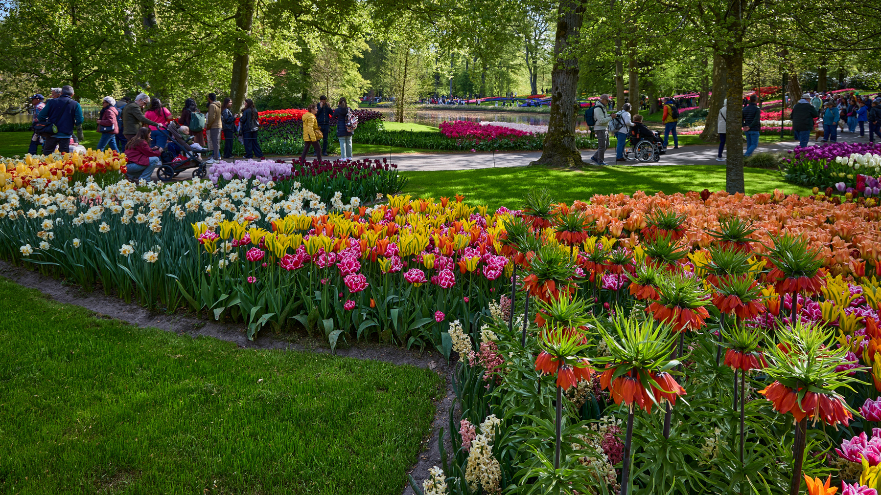Keukenhof... цветы тюльпаны парк Кёкенхоф Кeukenhof