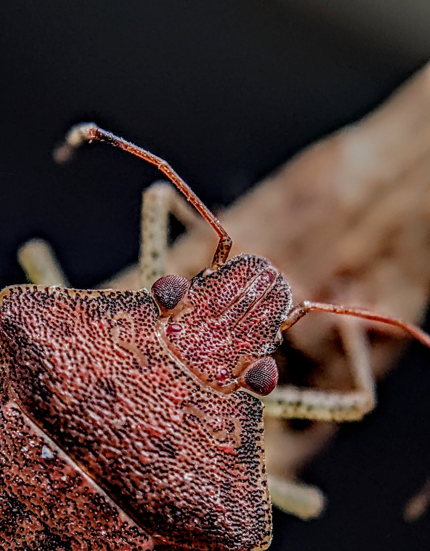 Stink bug eye details Stinkbug macro insects bug nature photography