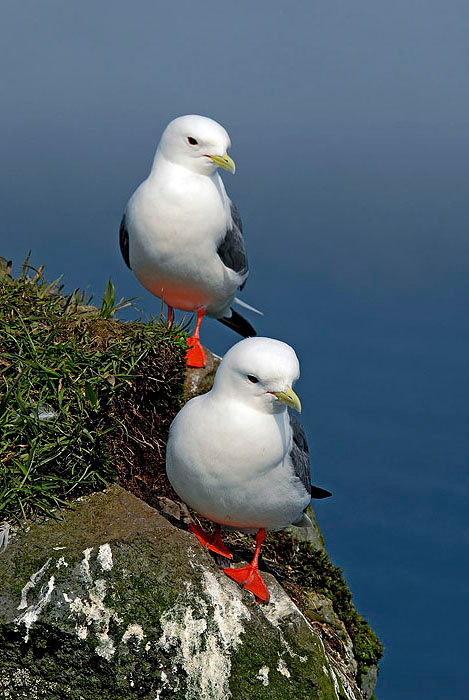 Говорушки Говорушка, Rissa brevirostris, Red-legged Kittiwake, St. George Island, the Pribilofs, Bering Sea, Alaska