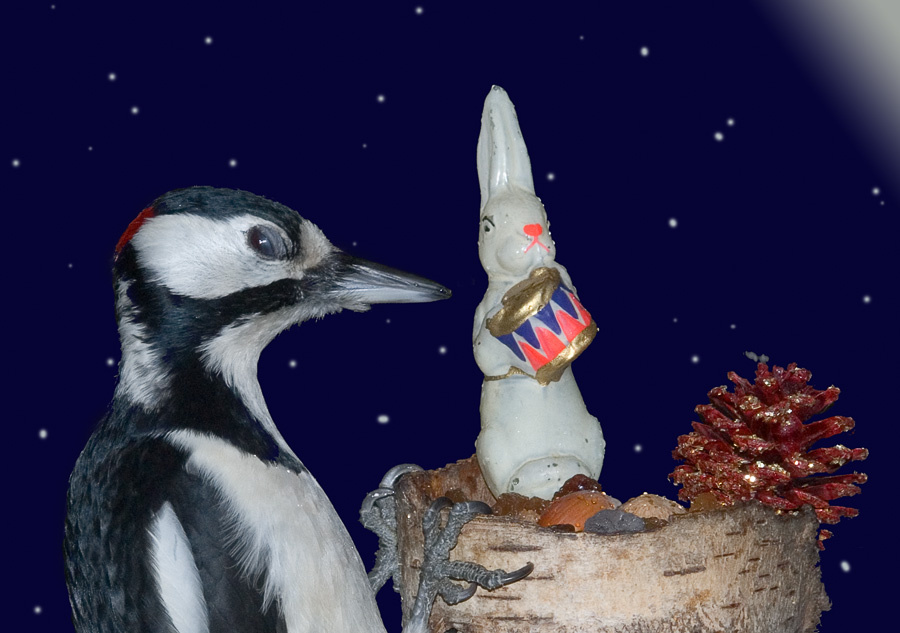 С Новым Годом Большой пестрый дятел, Great Spotted Woodpecker, Dendrocopos major, Новый Год