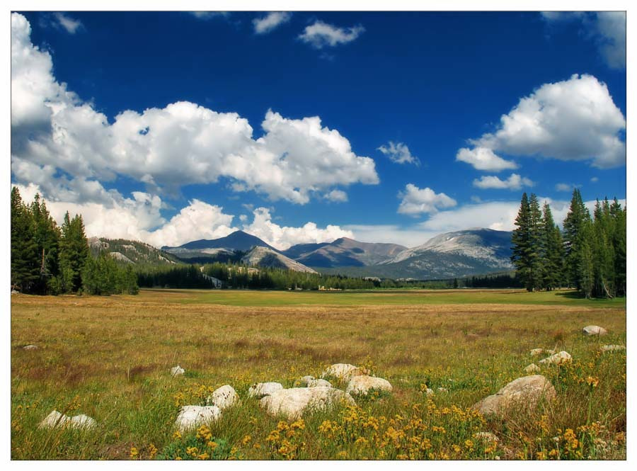 Meadows of July 